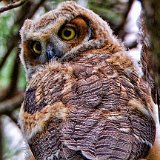 11SB0990 Great-horned Owlet